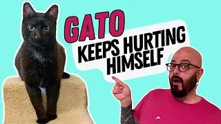 Transforming a Neglected Stray Cat!