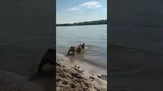 Гера покоряет Обское море!! #bulldog  #frenchie