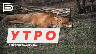 ☀ Утро Белгорода
