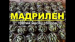 Cucumber Madrilen Third month of collections