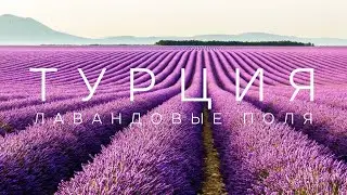 Лавандовые поля в Турции (Испарта). Июль 2022