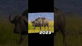 2023 buffalo 🐃 vs 5000 bce buffalo 💥 #viral #shorts