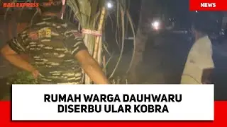 Rumah Warga Dauhwaru Diserbu Ular Kobra