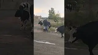 Даня и Серёга кормят.2023