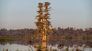 Nature Photography of 2022 At Circle B