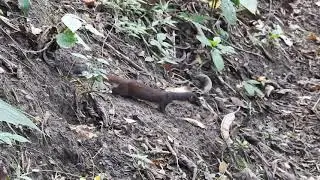Long tailed Weasel   Mustela frenata Comadreja de Cola Larga, mamíferos en Colombia