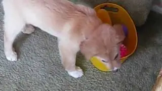 Tessa - Bucket full of toys