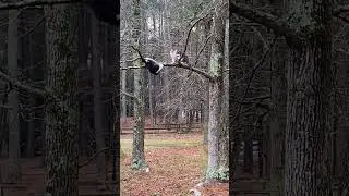 cat vs cat funny video 📸 #shorts