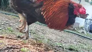 big man