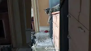чем больше я узнаю людей, тем больше нравится собаки🐶🐩🐶🐩🐶🐩🐶🐩🐶🐩