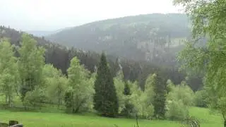 Hills, birds and murmuring forest. HD
