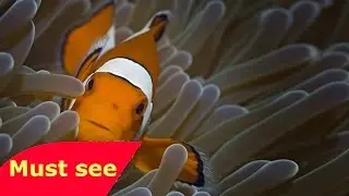 Life ep 9 BBC, 2009, Plant Documentary with sir David Attenborough   Documentary HD