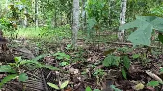 DISINI BANYAK SUKU PEDALAMAN KATANYA