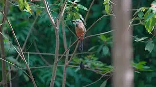Turquoise-browed Motmot relaxing and take off, Motmot à Sourcils Bleus