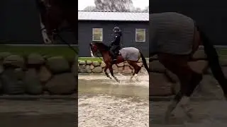 #horse