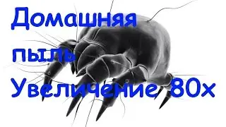 Домашняя пыль  | Под микроскопом | Увеличение 80х