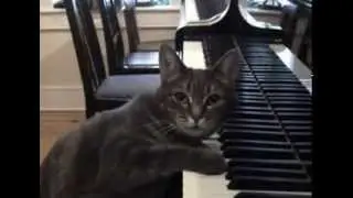 Gatto al pianoforte