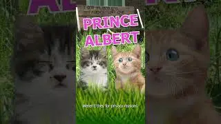 Prince Albert #kittens