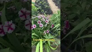 Стрижка петунии - сравнение