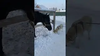 Демон и лошадка) очень хочется и очень страшно 😧