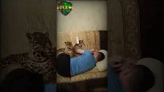тг: rus_cox