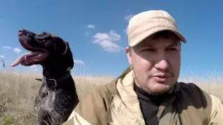 #6 Ходовая Охота Осенью. Охота с Курцхааром на Серую Куропатку МР 153