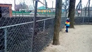 Семейное видео. Наш зверинец.  Верблюды