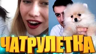 Как люди реагируют на ШПИЦА в ЧАТ РУЛЕТКЕ?!