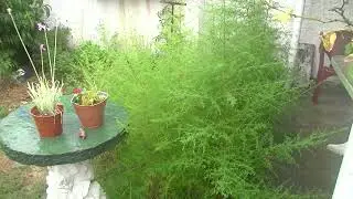 My mugwort plants almost ready to harvest