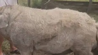 Мангалица Украина, Поросята мангалицы доставка