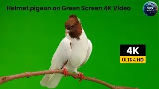 Helmet Pigeon on Green Screen 4K Video #greenscreen #birds #bird #pigeon #helmetpigeon #viralvideo