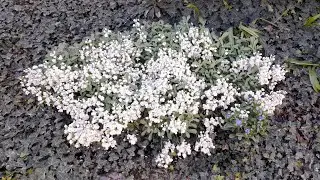 Арабіс махровий в ландшафтному дизайні, як грунтовкривний елемент