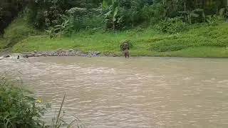 Kakek Umur 80 Tahun Gendong Rumput