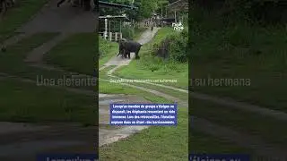 🐘 Elles ne s’étaient pas vues depuis des années… et pourtant, elles se sont reconnues.