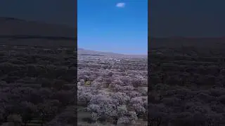 Өрүк зарлуу Баткен 