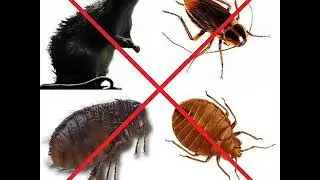Как родители убивают  детей ч  6 шоколад