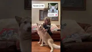 Could you have guessed ALL the dogs right? 🤔 