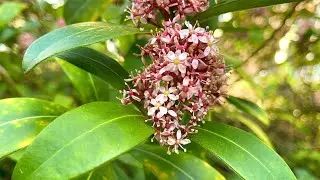 25. April 2021. Im Park. Skimmia japonica. Bleibt gesund!
