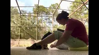 Teaching brand new puppy down