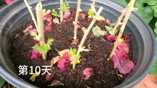 在家轻松扦插枸杞苗！怎么选枝？什么样的枸杞枝更容易生根？怎么做更容易扦插成功？