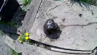 САМАЯ  ГОРБАТАЯ  ЧЕРЕПАХА