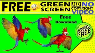 Birds | the Birds | Parrots | Birds green screen |birds Flying green screen | free and no copyright