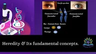 Heredity and its fundamental concepts|Trait|Allele|Genotype|Phenotype