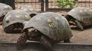 NUEVA LIBERACIÓN DE TORTUGAS YABOTÍ EN EL IMPENETRABLE