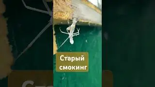 Жуткий костюмчик богомола! как остаться собой и не рвать на груди рубаху #деревня #богомол #природа