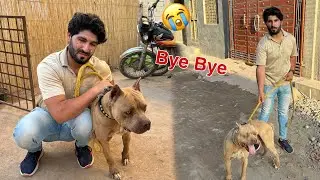 Hamara Pitbull Chala Gea 😭 Samad Emotional