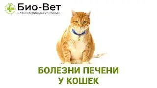 Болезни Печени У Кошек & Топ-5 Распространенных Заболеваний Печени У Кошек. Ветклиника Био-Вет