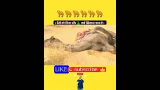ऊँटों को जिन्दा साँप 🐍 क्यों खिलाया जाता है।