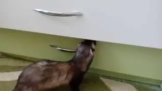 Ferret Thief