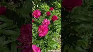 Расцвели пионы Цитерия и Гуди